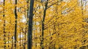 Mazury całe w barwach jesieni - zdjęcie 48