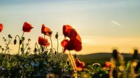 Zachód słońca niedaleko Lipowego Dworu - zdjęcie 18