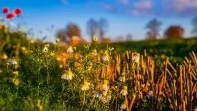 Zachód słońca niedaleko Lipowego Dworu - zdjęcie 8