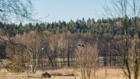 Zwierzęta złapane na Mazurach na początku 2020 roku - zdjęcie 6