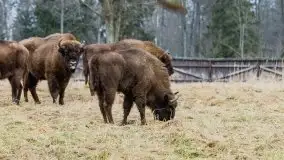 Zwierzęta złapane na Mazurach na początku 2020 roku - zdjęcie 7