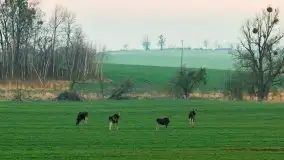 Zwierzęta złapane na Mazurach na początku 2020 roku - zdjęcie 9