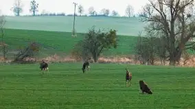 Zwierzęta złapane na Mazurach na początku 2020 roku - zdjęcie 5