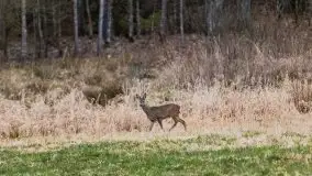 Zwierzęta złapane na Mazurach na początku 2020 roku - zdjęcie 11