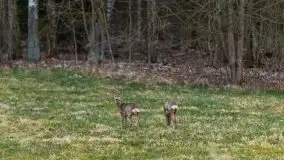 Zwierzęta złapane na Mazurach na początku 2020 roku - zdjęcie 14