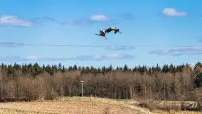 Zwierzęta złapane na Mazurach na początku 2020 roku - zdjęcie 3