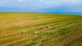 Mazurskie sarny złapane z lotu ptaka, listopad 2020 r. - zdjęcie 19