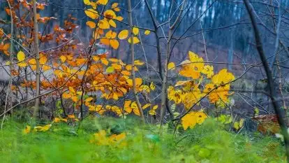 Las miejski w Giżycku, listopad 2020 r.