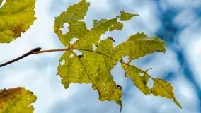 Las miejski w Giżycku, listopad 2020 r. - zdjęcie 8