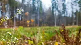 Las miejski w Giżycku, listopad 2020 r. - zdjęcie 37