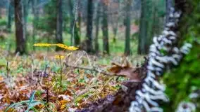 Las miejski w Giżycku, listopad 2020 r. - zdjęcie 34