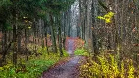 Las miejski w Giżycku, listopad 2020 r. - zdjęcie 26