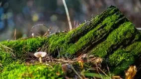 Leśne klimaty w okolicach Wydmin - zdjęcie 23