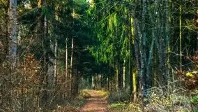 Leśne klimaty w okolicach Wydmin - zdjęcie 24