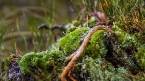 Krutynia i Nowy Mostek w grudniowych zdjęciach - zdjęcie 55