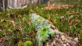 Krutynia i Nowy Mostek w grudniowych zdjęciach - zdjęcie 35