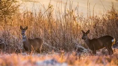 Grudniowe Mazury na zdjęciach Stanisława Sielewicza