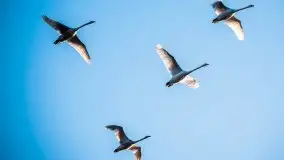 Grudniowe Mazury na zdjęciach Stanisława Sielewicza - zdjęcie 5