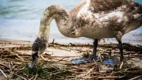 Grudniowe Mazury na zdjęciach Stanisława Sielewicza - zdjęcie 13