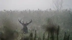 Mazurska flora i fauna na zdjęciach Jana Olchówki 2020 - zdjęcie 11