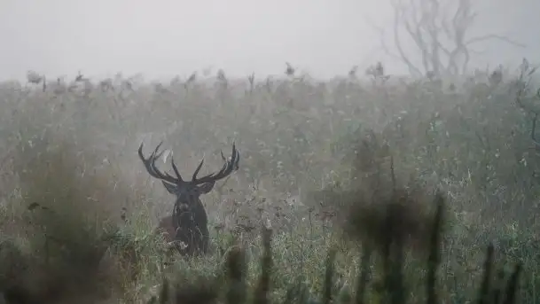 Mazurska flora i fauna na zdjęciach Jana Olchówki 2020 - zdjęcie 11