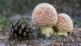 Mazurska flora i fauna na zdjęciach Jana Olchówki 2020 - zdjęcie 13