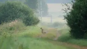 Mazurska flora i fauna na zdjęciach Jana Olchówki 2020 - zdjęcie 36