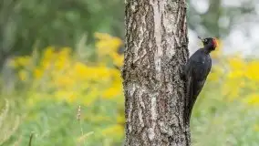 Mazurska flora i fauna na zdjęciach Jana Olchówki 2020 - zdjęcie 38