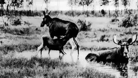 Przedwojenne zdjęcia Pisza (Johannisburg) - zdjęcie 92