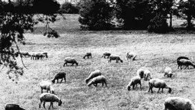 Przedwojenne zdjęcia Rydzewa (Rydzewen, Rotwalde) - zdjęcie 13