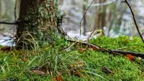 Zimowa szarówka w okolicach Kruklina, Gawlika Małego i Wydmin - zdjęcie 13