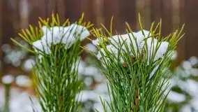 Zimowa szarówka w okolicach Kruklina, Gawlika Małego i Wydmin - zdjęcie 54