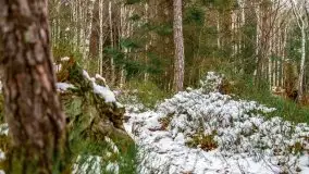 Zima nad jeziorem Wesołek, okolice Rucianej Nidy - zdjęcie 31