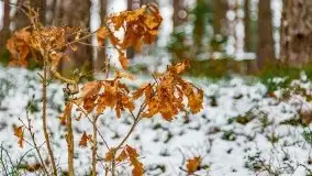 Zima nad jeziorem Wesołek, okolice Rucianej Nidy - zdjęcie 43