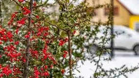 Zimowa szarówka w Rucianem-Nidzie - zdjęcie 3