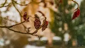 Zimowa szarówka w Rucianem-Nidzie - zdjęcie 2