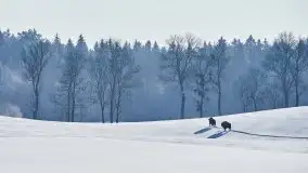 Mazurskie zwierzęta i pełnia zimy na zdjęciach Jana Olchówki - zdjęcie 7