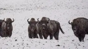 Mazurskie zwierzęta i pełnia zimy na zdjęciach Jana Olchówki - zdjęcie 19