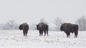 Mazurskie zwierzęta i pełnia zimy na zdjęciach Jana Olchówki - zdjęcie 25