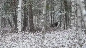 Mazurskie zwierzęta i pełnia zimy na zdjęciach Jana Olchówki - zdjęcie 34