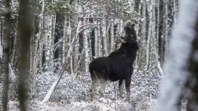 Mazurskie zwierzęta i pełnia zimy na zdjęciach Jana Olchówki - zdjęcie 33