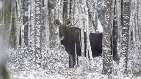 Mazurskie zwierzęta i pełnia zimy na zdjęciach Jana Olchówki - zdjęcie 9