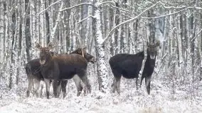 Mazurskie zwierzęta i pełnia zimy na zdjęciach Jana Olchówki - zdjęcie 2