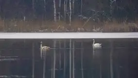 Mazurskie zwierzęta i pełnia zimy na zdjęciach Jana Olchówki - zdjęcie 14