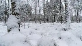 Mazurskie zwierzęta i pełnia zimy na zdjęciach Jana Olchówki - zdjęcie 30