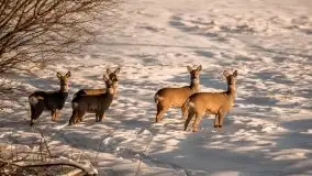 Mazurska zima na zdjęciach Staszka Sielewicza - zdjęcie 44