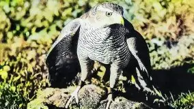 Przedwojenne pokolorowane zdjęcia Szczytna (Ortelsburg) - zdjęcie 36