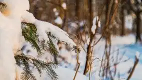 Zimowe Wydminy przed zachodem słońca, styczeń 2021 r. - zdjęcie 37