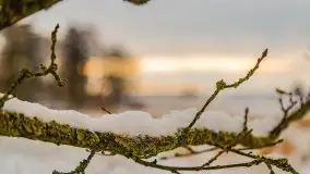 Okolice Kleszczewa w zimowej scenerii, styczeń 2021 - zdjęcie 6