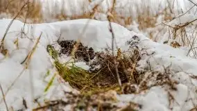 Okolice Kleszczewa w zimowej scenerii, styczeń 2021 - zdjęcie 45